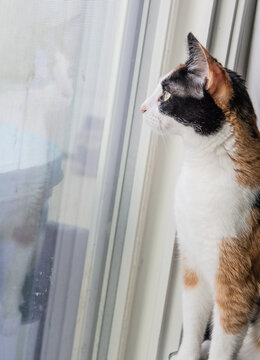 A close-up photograph of an adorable calico kitten gazing out of a window, its fur a soft blend of orange, black, and white. The kitten's wide, curious eyes reflect the daylight streaming in.