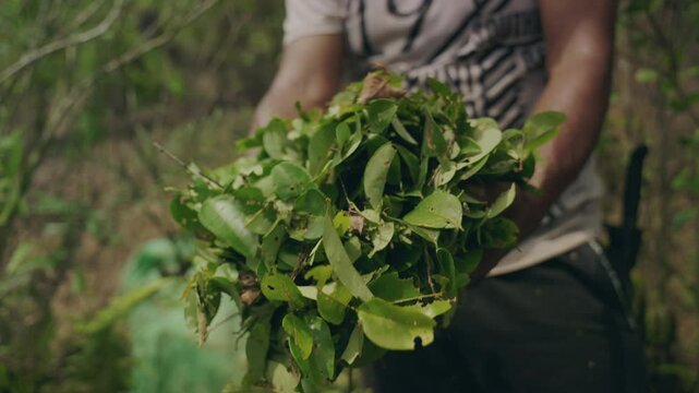 Cocaine Farmer Plants cultivation Coca leaves farming Colombia South America
