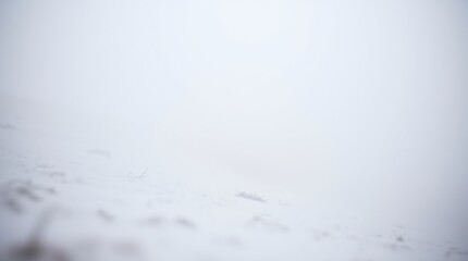 Snowy Landscape in the Fog