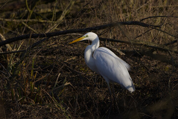 Great egret in the sunlight, great egret in the undergrowth, great egret hiding between bushes, white large bird sunbathing, white plumage, yellow long beak Ardea alba