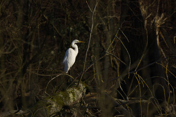 Great egret in the sunlight, great egret in the undergrowth, great egret hiding between bushes, white large bird sunbathing, white plumage, yellow long beak Ardea alba