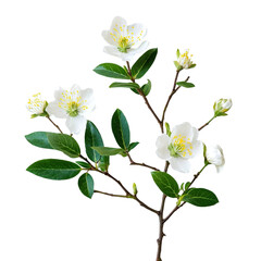 Obraz premium a delicate branch of hawthorn blossoms and lush green leaves is isolated on a clean white background.
