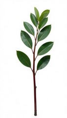 Obraz premium Single stem of eucalyptus isolated on white background, tree, garden