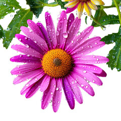 Fototapeta premium a close-up photograph showcases a vibrant purple daisy adorned with glistening water droplets against a stark white background.