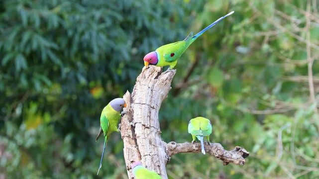 The Royal Plum A Story of the Plum headed ParakeetS