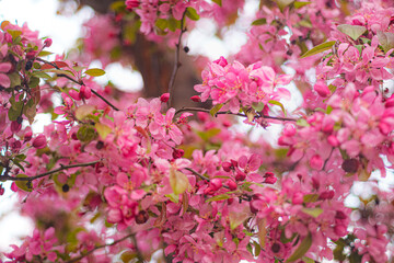 Blooming tree covered in vivid pink flowers. Create a stunning contrast against the softly blurred background. Selective focus.