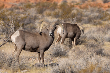 Desert Bighorn Sheep Rams in the Valley of Fire state park Nevada in Winter
