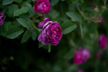 close up pink rose bud in spring or summer in the garden, gardening, copy space