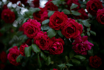 many beautiful buds of red roses on a bush in spring, flowering, gardening
