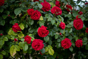 blooming bush of red roses in spring or summer, gardening concept, floral background