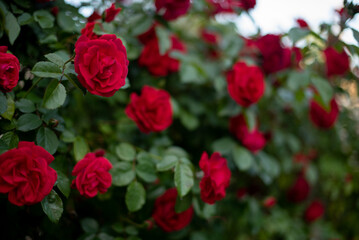 blooming bush of red roses in spring or summer, gardening concept, copy space