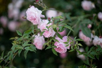 Delicate flowering bush of rose garden roses in spring
