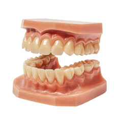 Obraz premium Dental Impression Tray on transparent background