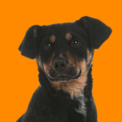 Obraz premium Portrait of cute dog on orange background