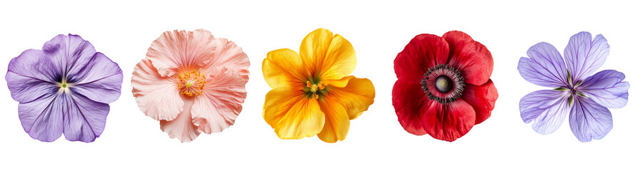 Variety of colorful flowers set from flat lay view isolated on transparent background