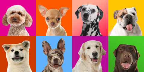 Funny dogs on different colors backgrounds, collage of pet portraits