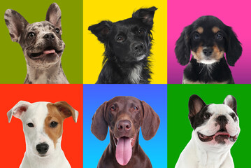 Funny dogs on different colors backgrounds, collage of pet portraits