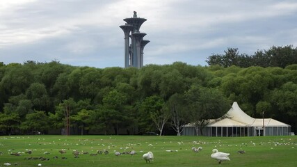 The leisurely time of swans and wild geese