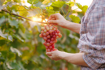 Hands harvesting ripe red grapes in vineyard at sunset during autumn season.