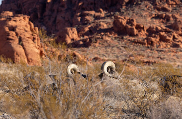 Desert Bighorn Sheep Rams in the Valley of Fire state park Nevada in Winter