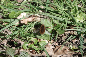A Dark-edged Bee-fly (Bombylius major)