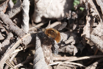 A Dark-edged Bee-fly (Bombylius major)