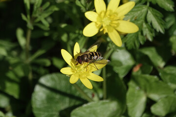 A Hoverfly (Syrphus) on Lesser Celandine