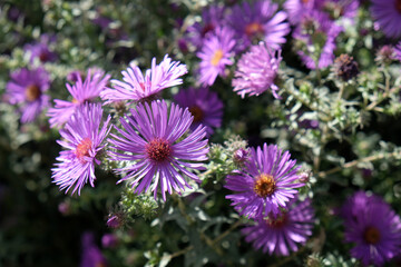 Obraz premium purple flowers in the garden close up