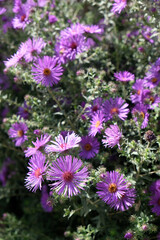 purple flowers in the garden close up