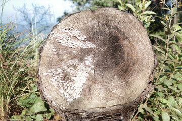 tree stump wood trunk Isolated background object wallpaper high quality top view in forest