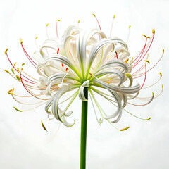 Obraz premium Spider Lily on white background