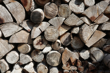 Fototapeta premium tree stump wood trunk Isolated background object wallpaper high quality texture pattern