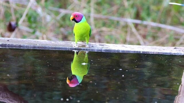 Plum-headed Parakeet.
Wings of the Plum-headed Parakeet