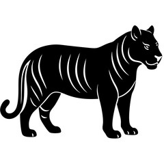 Tiger isolated on white background