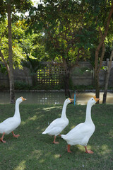 Goose on Green Grass Field – Tranquil Rural Landscape with Birds in Nature wallpaper high quality