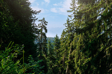 Details of forest in Switzerland , during sunny summer day