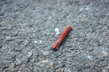 Flat-backed millipede Close-up of polydesmid millipede with segmented body animal bug high resolution concept