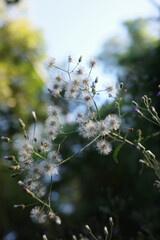 flower nature young green seedlings plants growing  life concept background wildlife high resolution wallpaper background

