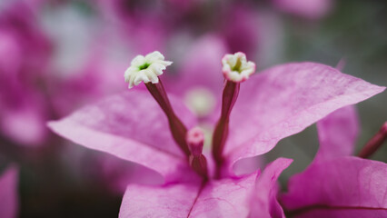 Close up of plants and flowers
