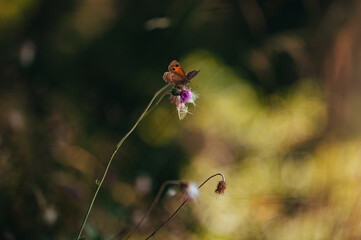 Close up details of forest in Switzerland , butterflies on tall grass