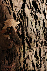 bark wood skin dry tree sun light texture and background, nature life concept abstract

