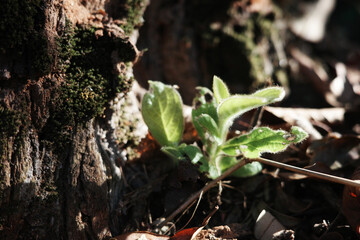 nature young green seedlings plants growing on tree life with sunlight concept background wildlife	

