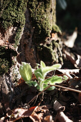 nature young green seedlings plants growing on tree life with sunlight concept background wildlife	
