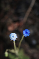 flower nature young green seedlings plants growing  life concept background wildlife high resolution wallpaper background
