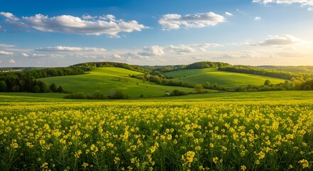 Serene rolling hills bathed in golden sunlight a vibrant yellow rapeseed field stretching to the horizon under a bright blue sky with fluffy white clouds picturesque countryside AI Generative