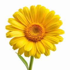 Corn Marigold on white background