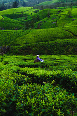 Tea plantations in Munnar, Kerala, India.