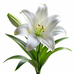 Fototapeta premium Easter Lily on white background