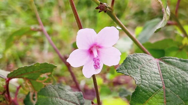 Pulutan plant (Urena Lobata), belonging to the Malvaceae family, is known as the cotton family. This plant is commonly found in vacant land in tropical and subtropical areas including Southeast Asia.