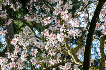 Magnolia Tree in Park in Full Bloom